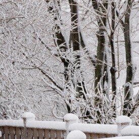 Snow covered trees beyond a deck