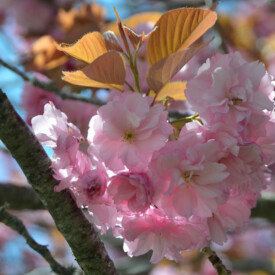 Pink cherry blossoms