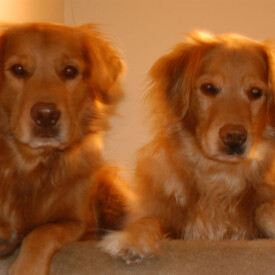 Two golden retrievers side by side