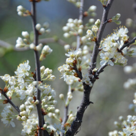branches of white apple blossoms