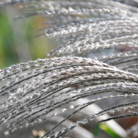 Gently bending white grass panicles