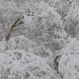 trees heavily laden with snow